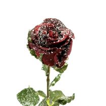 Artikel Deko Rose rot beschneit Ø6cm 6St