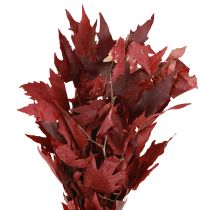Artikel Dekozweige Ahorn Blätter Deko Ahornblätter Rot 50-60cm 100g