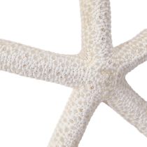 Artikel Echter Seestern Natur Deko Maritim Ø16–20cm 10 St