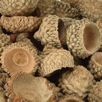Artikel Eichelkappen Natur Deko Eicheln zum Basteln 1,5cm 200g