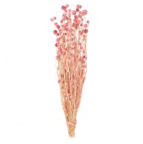 Artikel Erdbeerdistel Deko Altrosa Trockenblumen Rosa 50cm 100g
