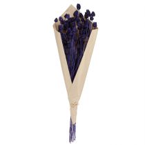 Artikel Erdbeerdisteln Trockenblumen Violett 44-58cm 100g für Dekoration