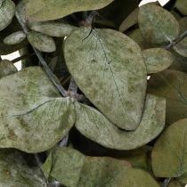 Artikel Eukalyptus Konservierte Deko-Zweige 75cm Dunkelgrün 150g für Innen- und Trockendeko