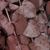 Artikel Eukalyptuszweige Rot 75cm – Konservierte Trockenblumen für Dekorationen