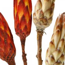 Artikel Protea Mix, Trockenblumen Respens Natur/Rot 13 St