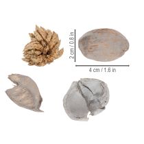 Artikel Potpourri Dekoset aus Naturmaterial mit Schalenfrüchten in Grau Ø18xH5cm für Innenräume