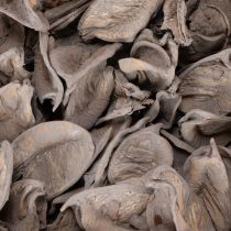 Artikel Potpourri Dekoset aus Naturmaterial mit Schalenfrüchten in Grau Ø18xH5cm für Innenräume