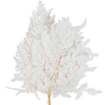 Artikel Farn Deko Echte Farnwedel Weiß Konserviert 45cm 10 St
