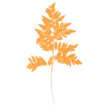 Artikel Farnzweige getrocknet konserviert Orange 42cm 10 Stück für Dekoration und Floristik