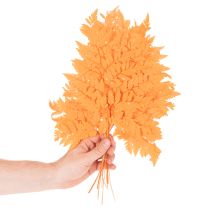 Artikel Farnzweige getrocknet konserviert Orange 42cm 10 Stück für Dekoration und Floristik