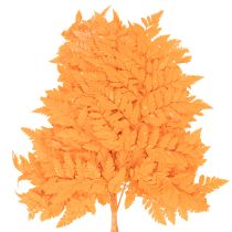 Artikel Farnzweige getrocknet konserviert Orange 42cm 10 Stück für Dekoration und Floristik