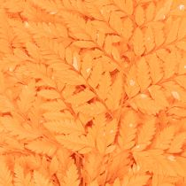 Artikel Farnzweige getrocknet konserviert Orange 42cm 10 Stück für Dekoration und Floristik