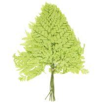 Artikel Konservierter Farn 40 cm grün – Dekoratives Naturmaterial für kreative Gestaltung (10 Stück)