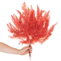 Artikel Konservierter Farn Rot, Trockenblumen-Set, ca. 60 cm, 10 Stück