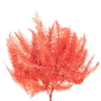 Artikel Konservierter Farn Rot, Trockenblumen-Set, ca. 60 cm, 10 Stück