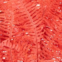 Artikel Konservierter Farn Rot, Trockenblumen-Set, ca. 60 cm, 10 Stück