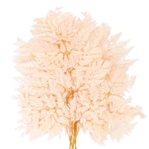Artikel Trockendeko Farn Naturmaterial rosa 42cm 10er-Set