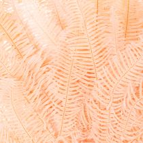 Artikel Getrocknete Farnwedel 60cm Rosa 10er-Set für Dekoration