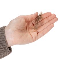 Artikel Natürliche Fasanenfedern für Bastelprojekte und Dekorationen 5 cm 3 g Braun Beige