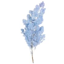 Artikel Hellblauer Federspargel Deko Asparagus Trockenblumen 55-70cm