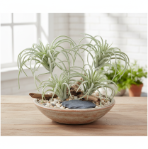 Artikel Tillandsia künstliche Grünpflanze 13 cm aus Kunststoff in Grün