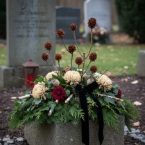 Artikel Glabrum Leucospermum Getrocknete Blüten 25-40cm 25 St
