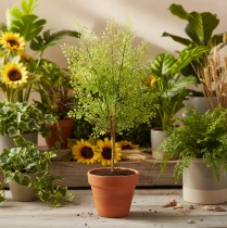 Artikel Künstlicher Ruscus Zweig Grün 41 cm Kunststoff für Floristik und Wohndekoration
