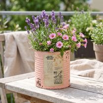Artikel Metall Blumentopf Deko-Dose Lachs Ø11cm H10.5cm für Sommer- und Innenraumdekoration