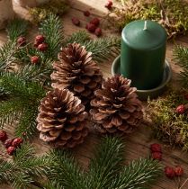 Artikel Kiefernzapfen Pinus Maritima Naturdeko 12-13 cm 3 Stück