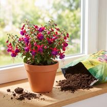 Artikel Gärtner-Blumenerde mit Naturton und Langzeitdünger 5 Liter für Zimmer- und Balkonpflanzen