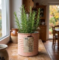 Artikel Metall Blumentopf Deko-Dose Lachs Ø8cm H7.5cm für Kräuter und Blumen