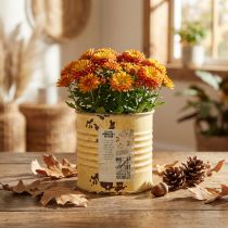 Artikel Deko Metalldose Apricot Ø8cm Höhe 7,5cm Pflanztopf Innenbereich