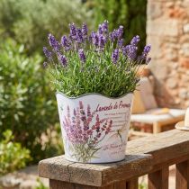 Artikel Übertopf Kunststoff Blumentopf Lavendel-Motiv Ø16,5cm H13,5cm Innen dunkelgrün