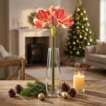 Artikel Künstliche Amaryllis Pink-Creme – Stielblume 76 cm