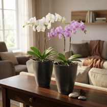 Artikel Orchideentopf aus Plastik, konisch 13,5 x 13 x 16,5 cm, Anthrazit, 2er-Set