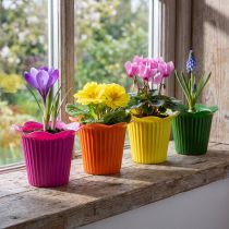 Artikel Blumentopf-Set Kunststoff Blütenform Ø9cm Bunt 25 Stück