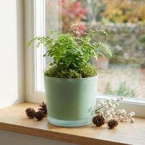Artikel Glas Blumentopf Grün Matt Ø14,5cm H12,5cm für Zimmerpflanzen