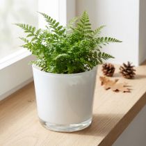 Artikel Blumenübertopf aus Glas Weiss Ø11,5cm H11cm