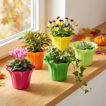 Artikel Pflanzentopf-Set Kunststoff Ø9cm, bunt, 10er-Pack für Innen- und Aussenbereich