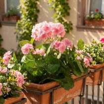 Artikel Geranie künstlich Rosa-Weiss mit 7 Blüten aus Seidenstoff H38 cm