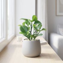 Artikel Künstliche Sukkulente Grün aus Kunststoff, H 14 cm