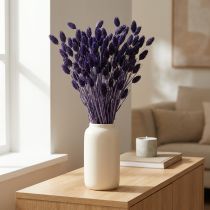 Artikel Getrocknetes Phalaris Deko-Gras Violett 50-55cm 100g