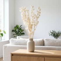 Artikel Getrocknete und Gebleichte Physalis Dekoration 75–80 cm, Creme