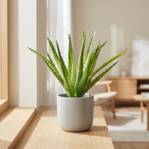 Artikel Aloe Vera künstlich aus Kunststoff Grün 26cm für Dekoration