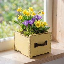 Artikel Pflanzschublade aus Holz 12,5 cm Pastellgelb mit Griff für Frühjahrsdeko