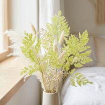 Artikel Konservierter Farn 40 cm grün – Dekoratives Naturmaterial für kreative Gestaltung (10 Stück)