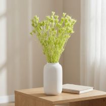 Artikel Trockenblumen Nigella Grün 70cm 50g für Raumdekoration und DIY-Projekte