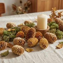 Artikel Sabulosum-Zapfen creme 500g Holz 4–6cm für Dekoration und Basteln