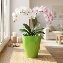 Artikel Orchideentopf Kunststoff glänzend Limette Ø12,5cm Höhe 17cm