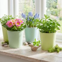 Artikel Papiertopf-Set Blau/Grün Ø11cm H10cm – Pflanzgefäss mit Folie, 4-teilig